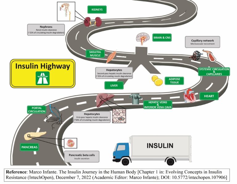 The Insulin Highway